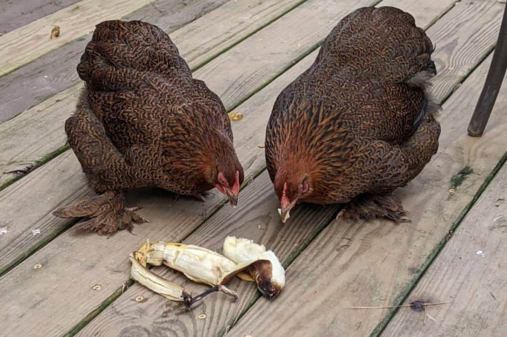 ¿Pueden los pollitos comer plátanos?