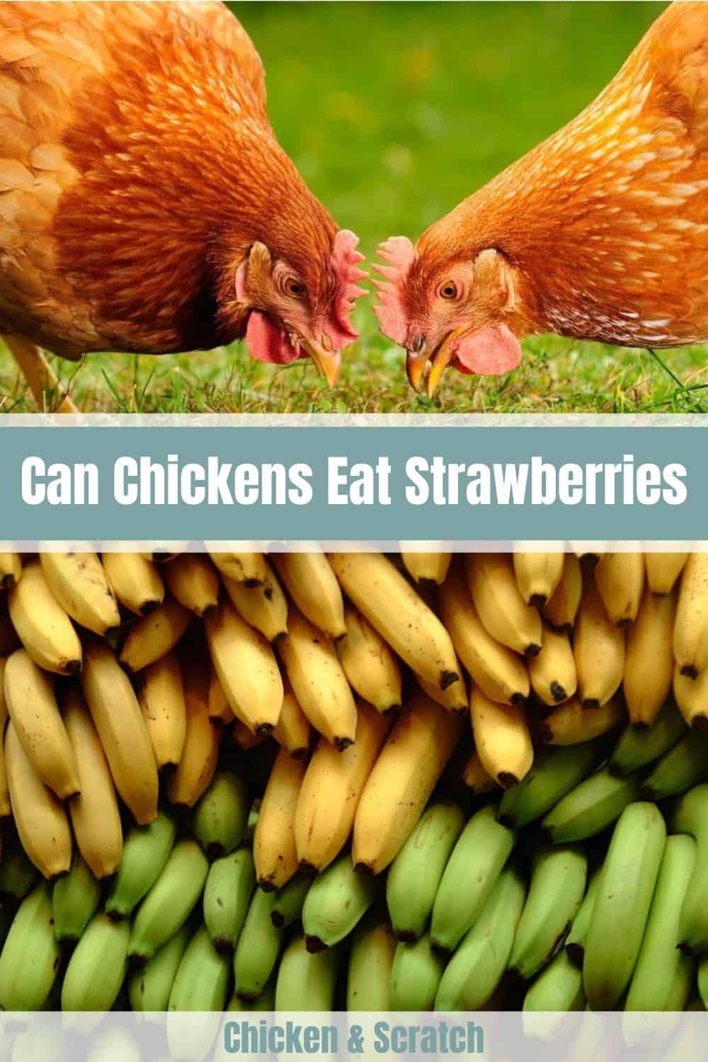 las gallinas comen cascaras de platano