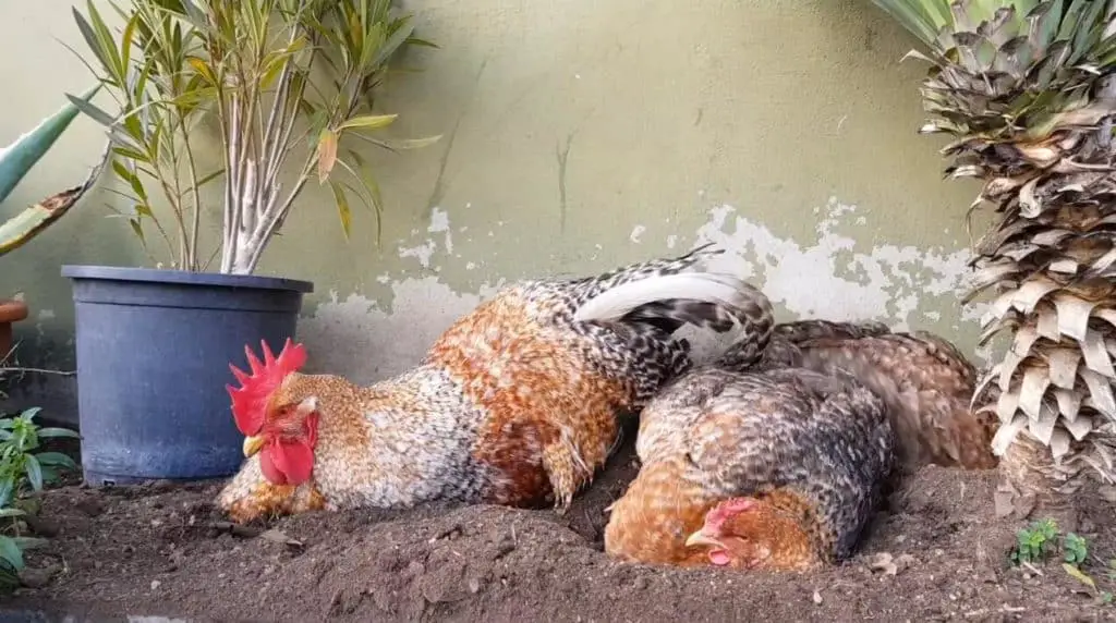 pollo bielefelder