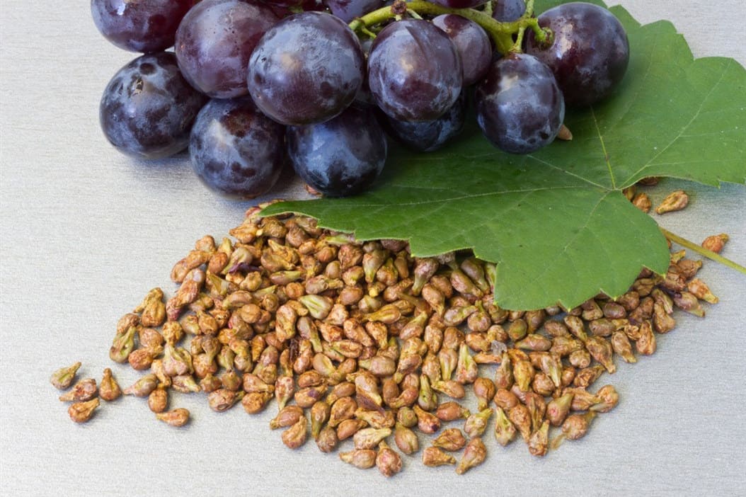 ¿Pueden los pollos comer uvas con semillas?