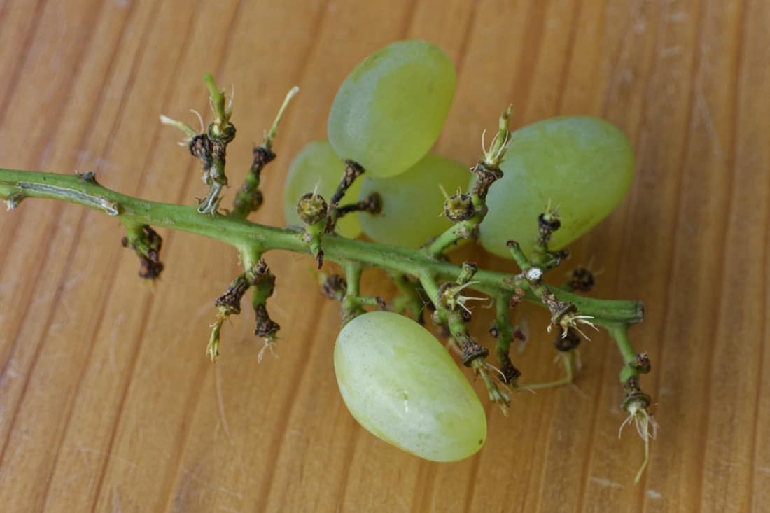 uvas para pollos