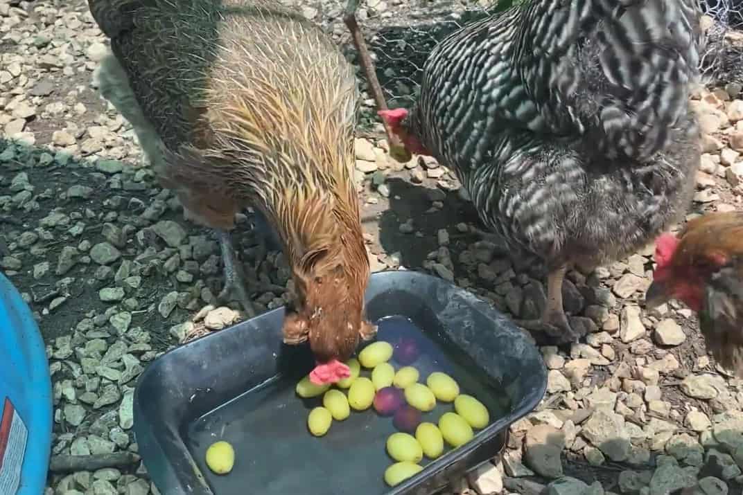 ¿Puedes alimentar a los pollos con uvas?