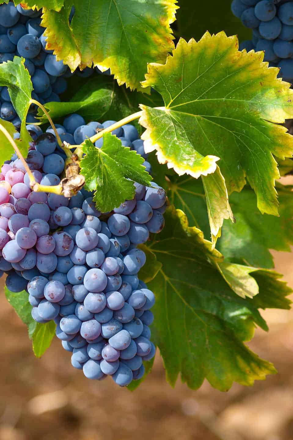 el pollo puede comer uvas