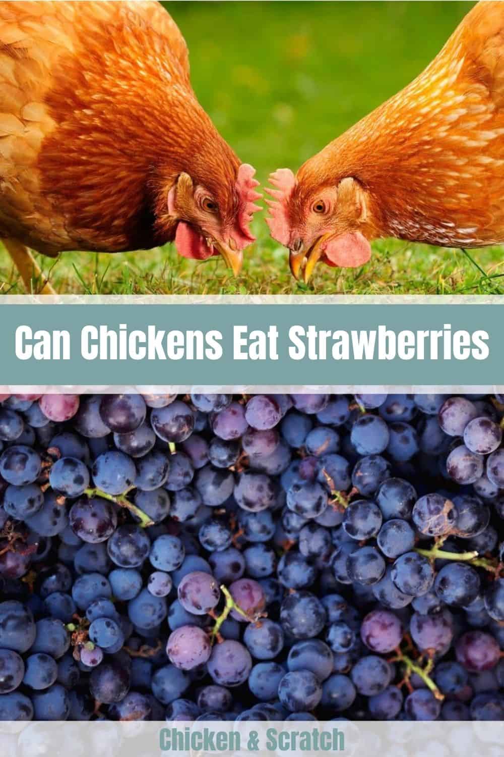 las gallinas comen uvas