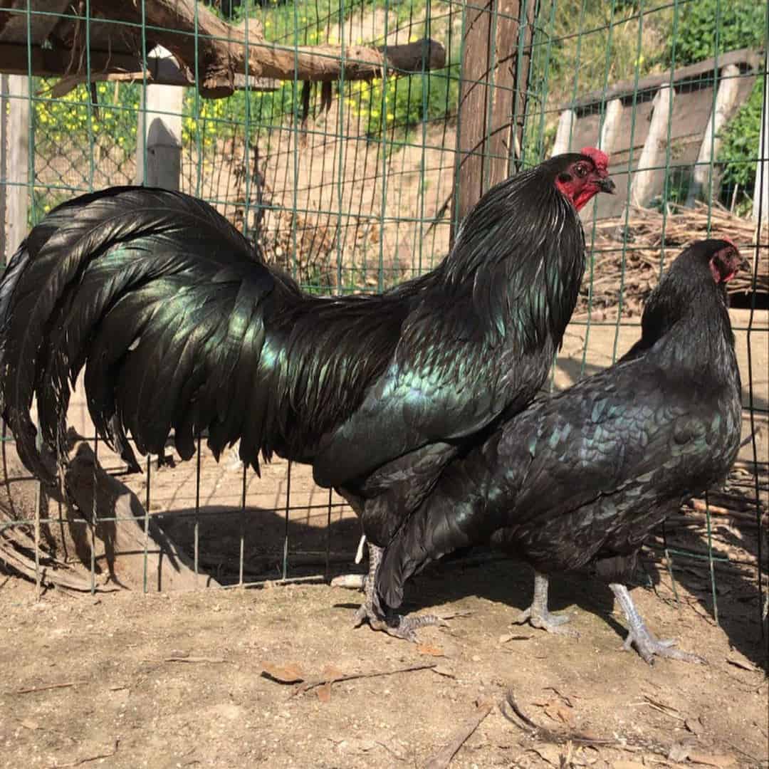 Raza de pollo Sumatra