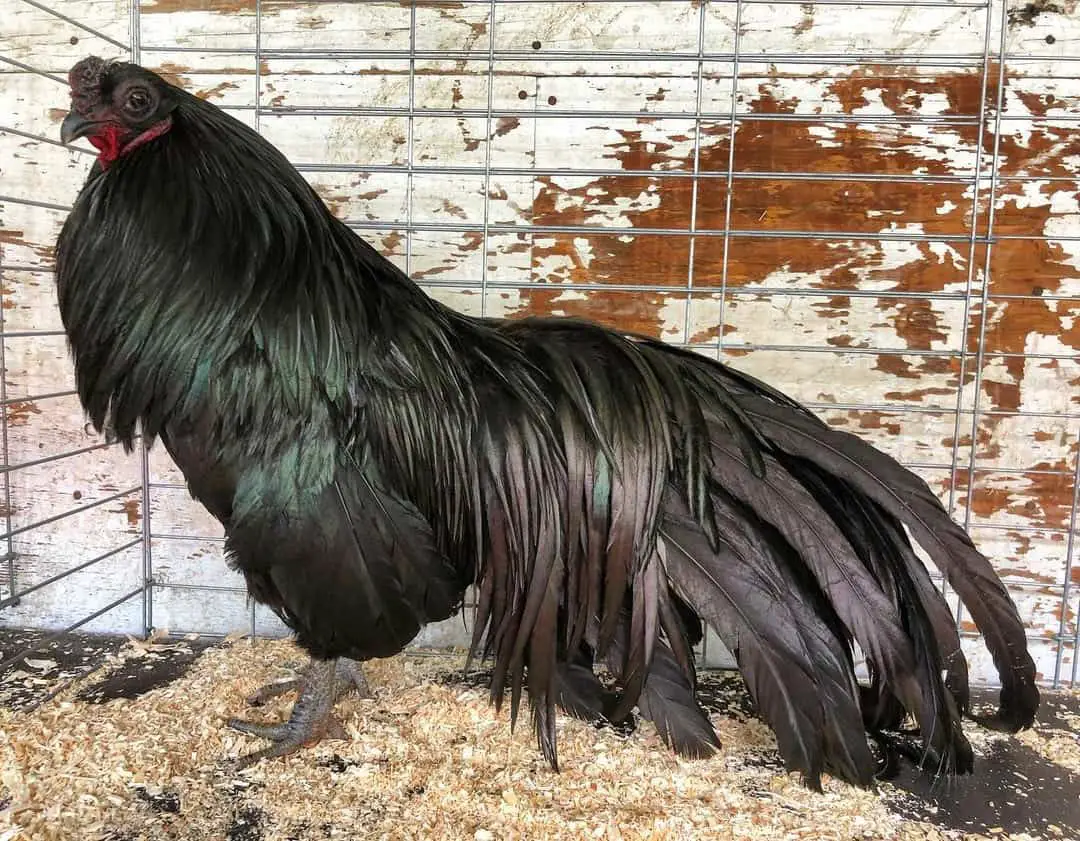 pollos negros de sumatra