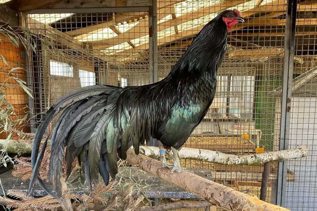 gallos de sumatra