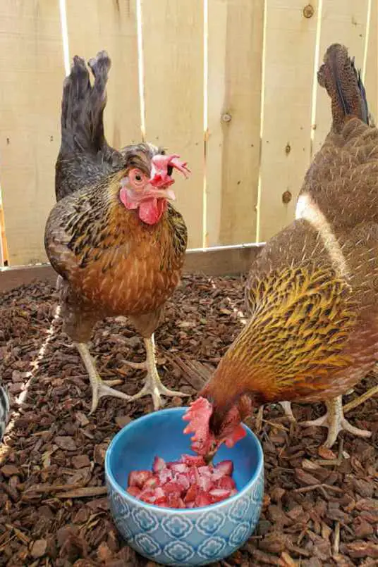 las gallinas pueden comer fresa