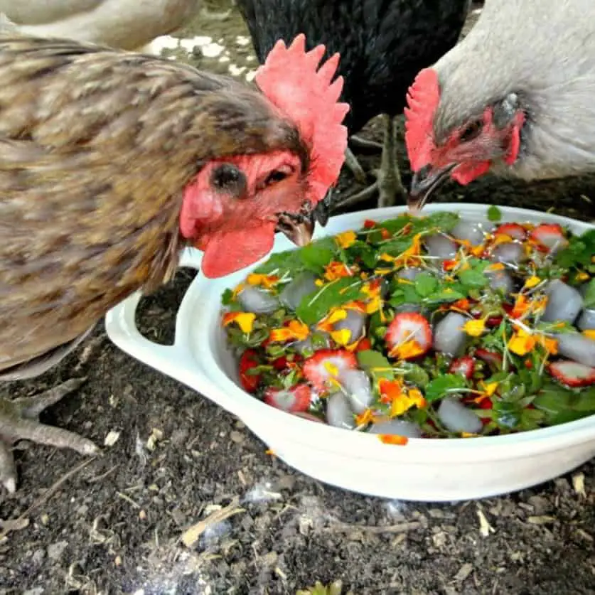 ¿Pueden los pollos comer tapas de fresa?
