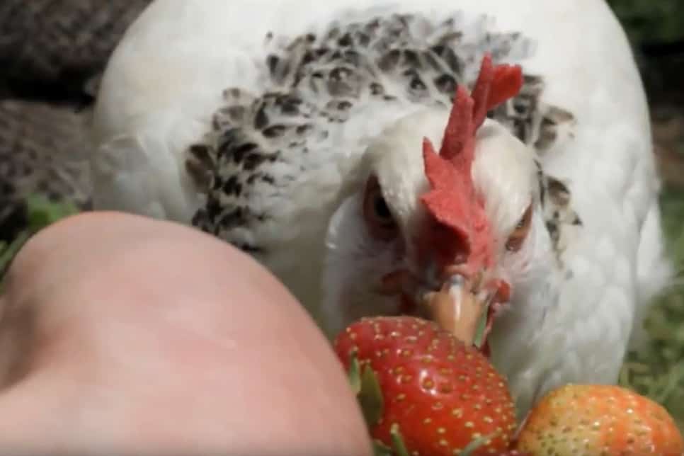 pollo con fresas