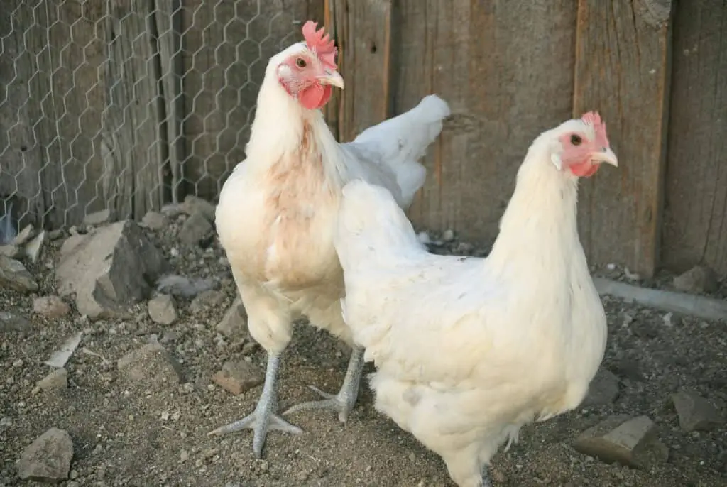 pollos brese americanos