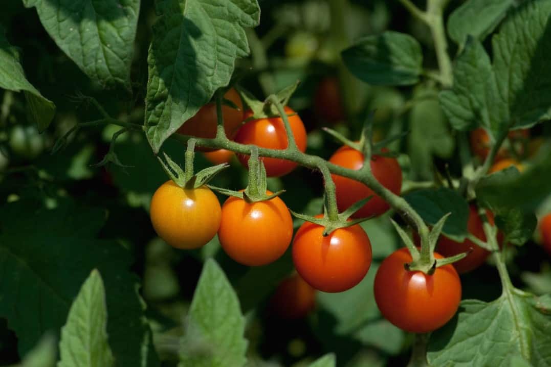 alimentando a los pollos con tomates
