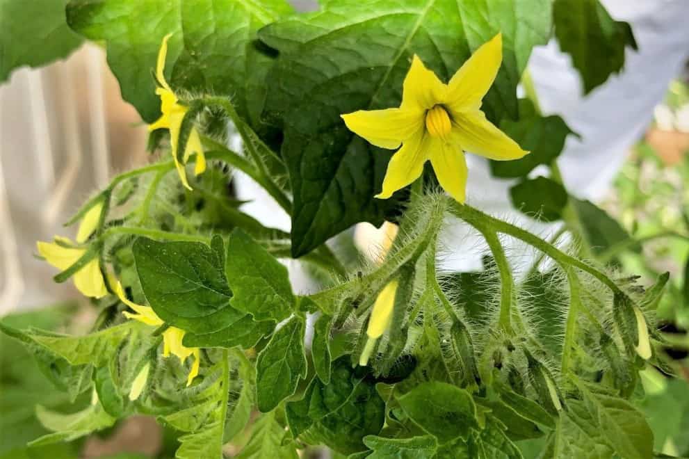 las gallinas pueden comer tomates verdes