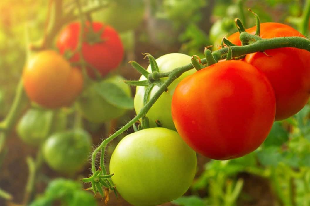 ¿A las gallinas les gustan los tomates?