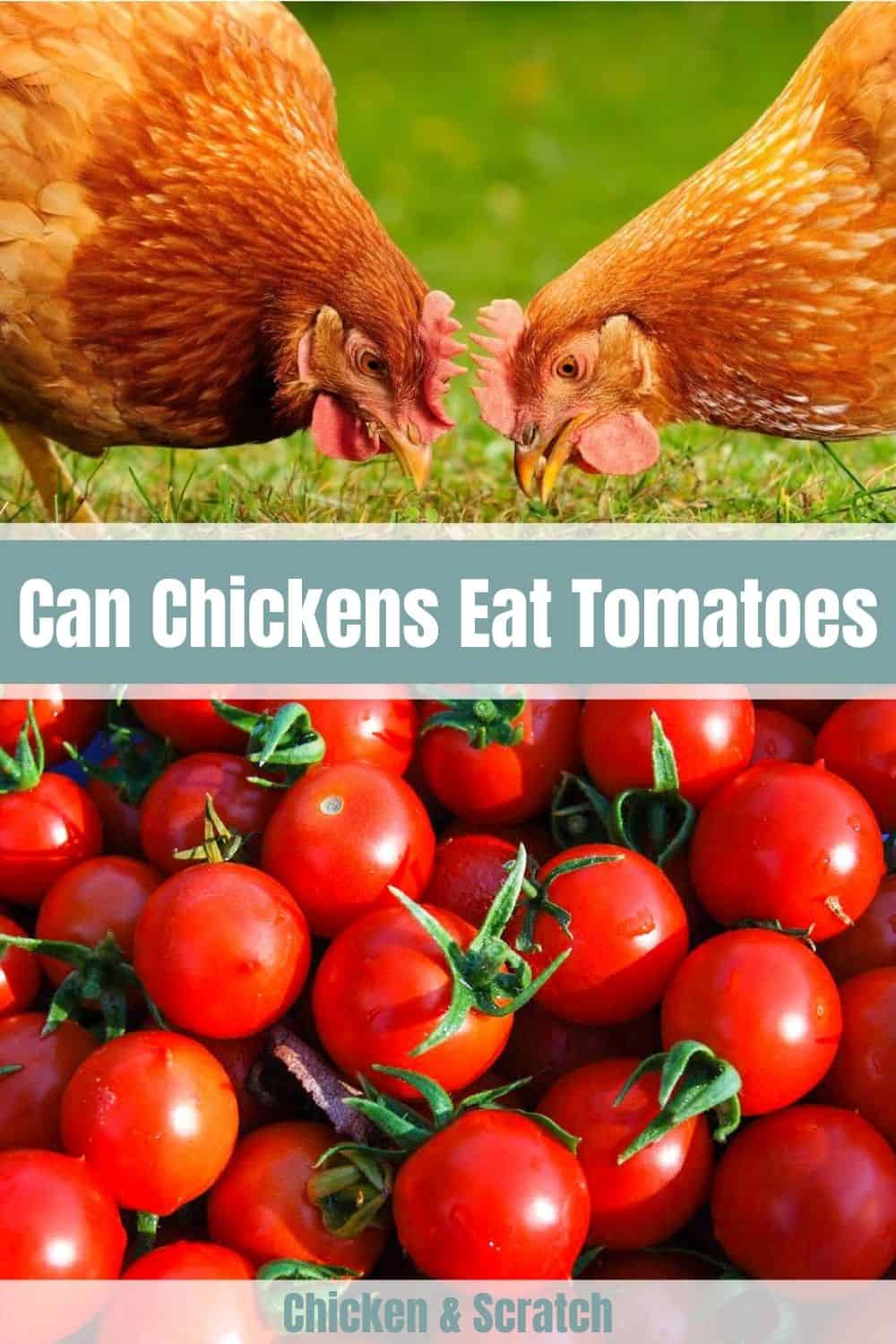 las gallinas pueden tener tomate