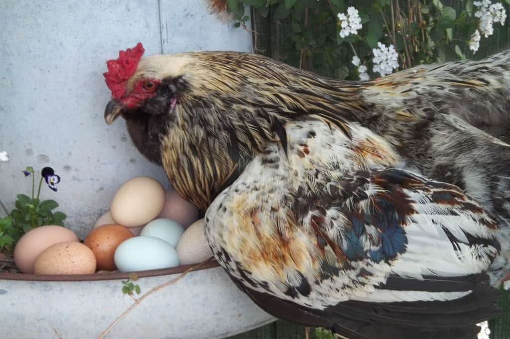 huevos de pascua pollos