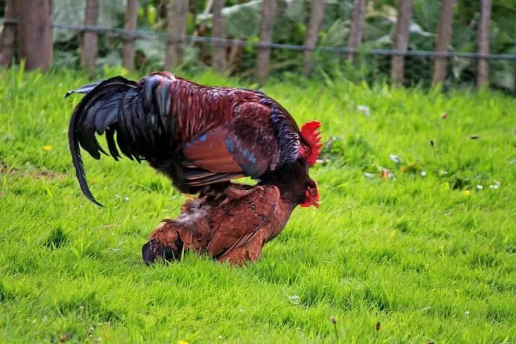 guia de crianza de pollos