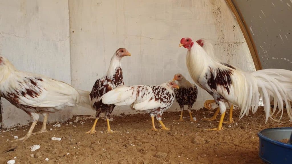 pollos yokahama