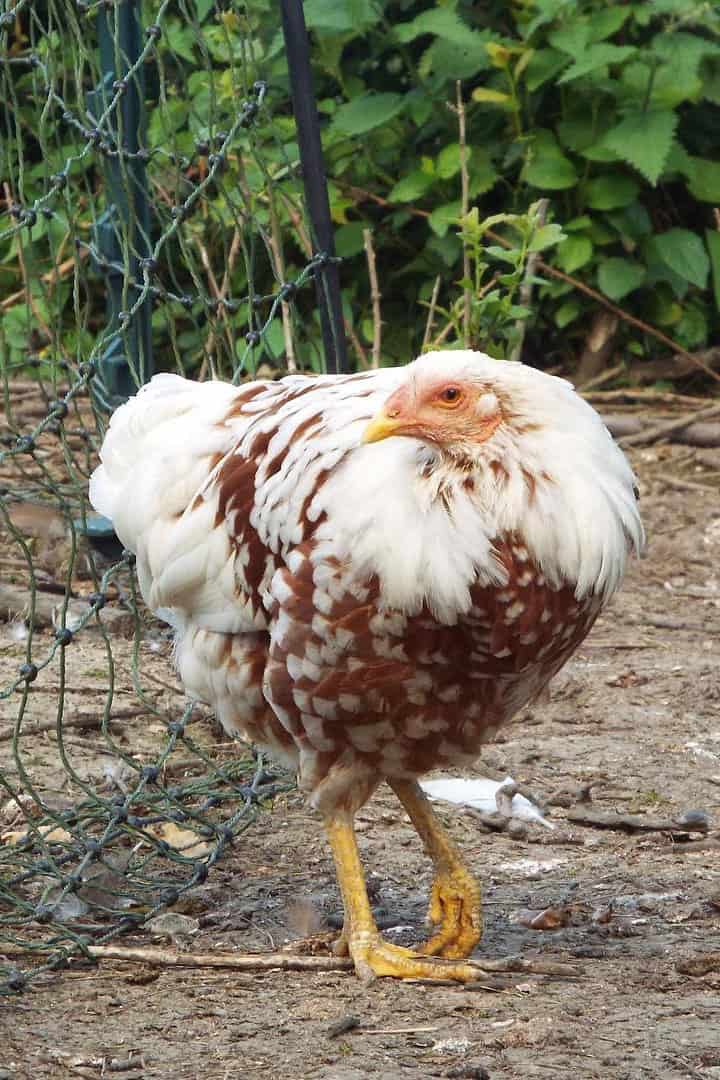 pollos yokahama