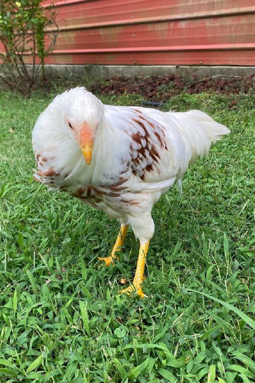 pollo de yokohama