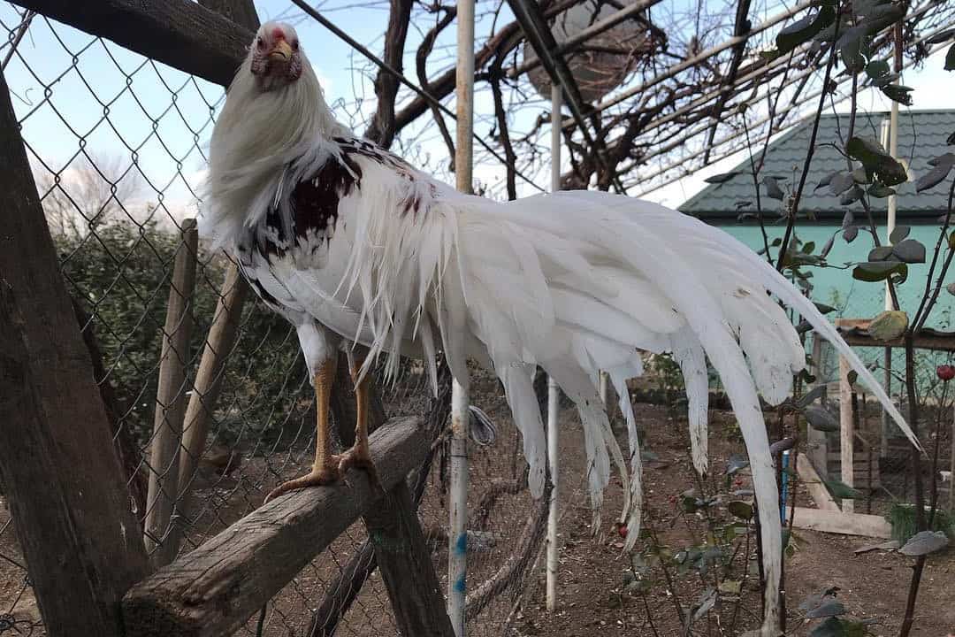 gallos de yokohama