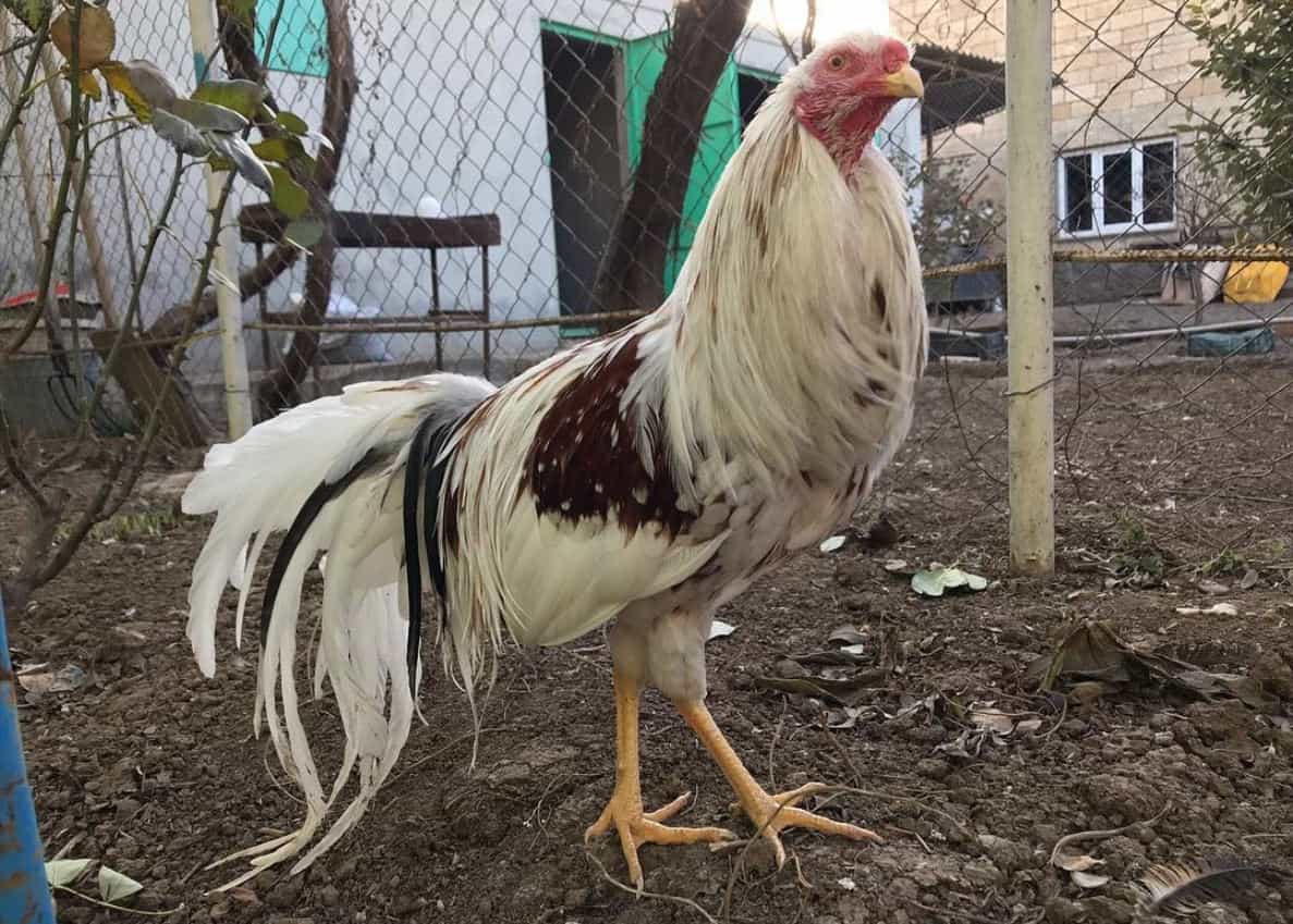 pollos de yokohama