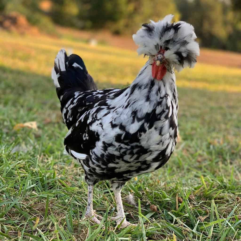 pollo houdan