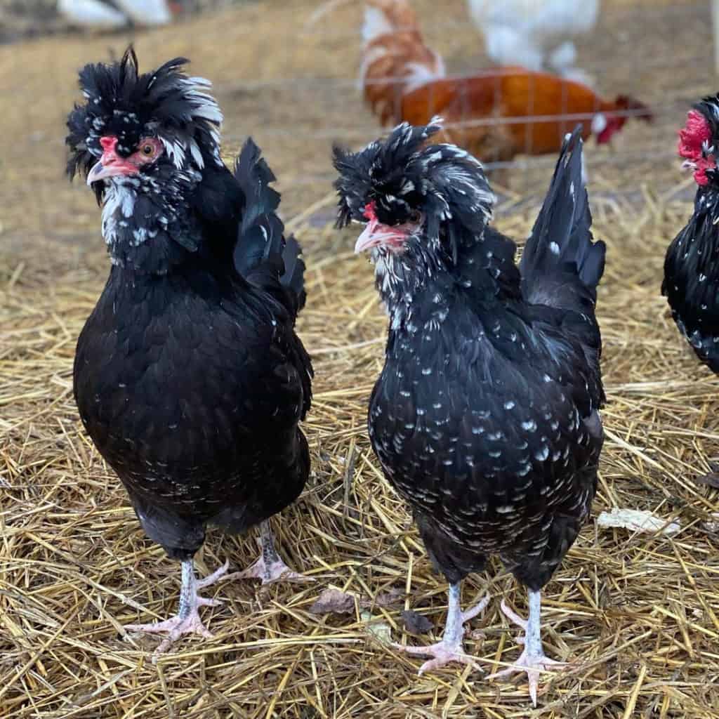 pollo houdan moteado
