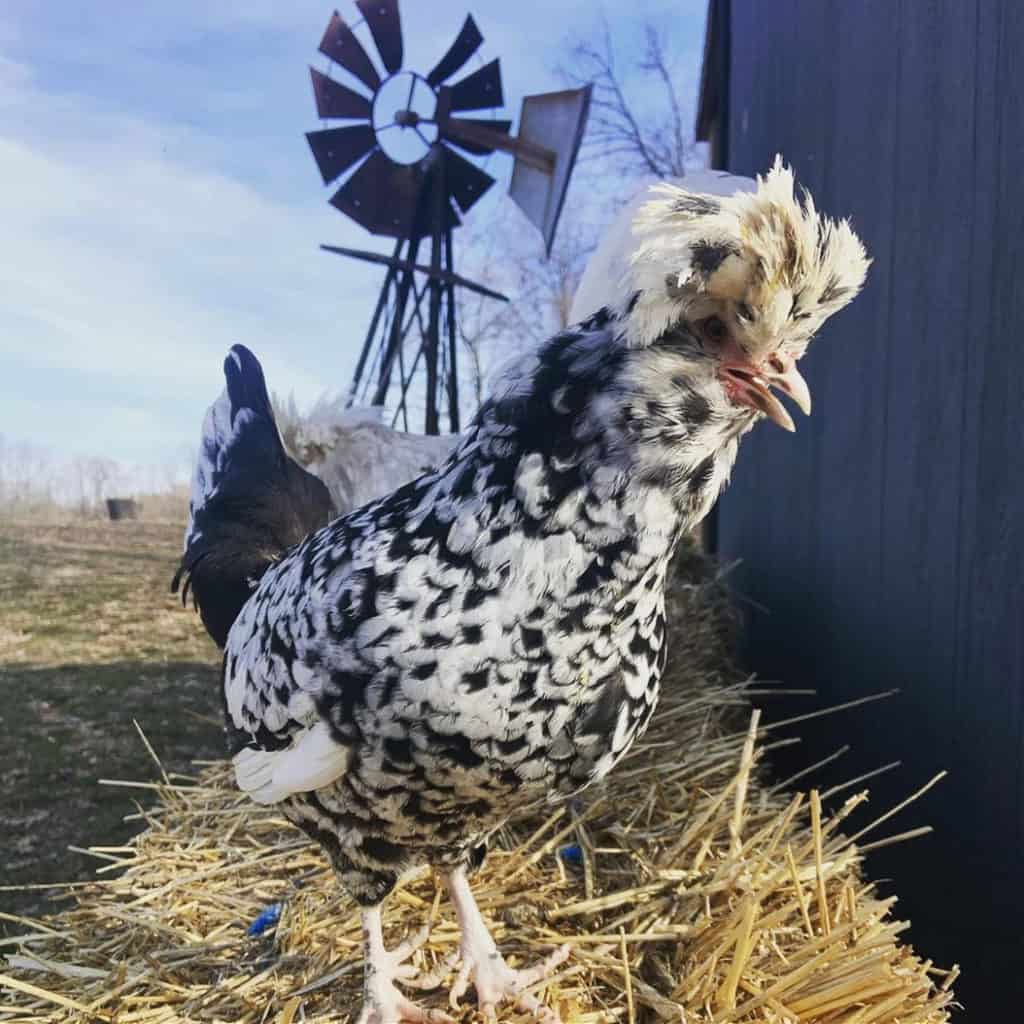 pollo Fotografías