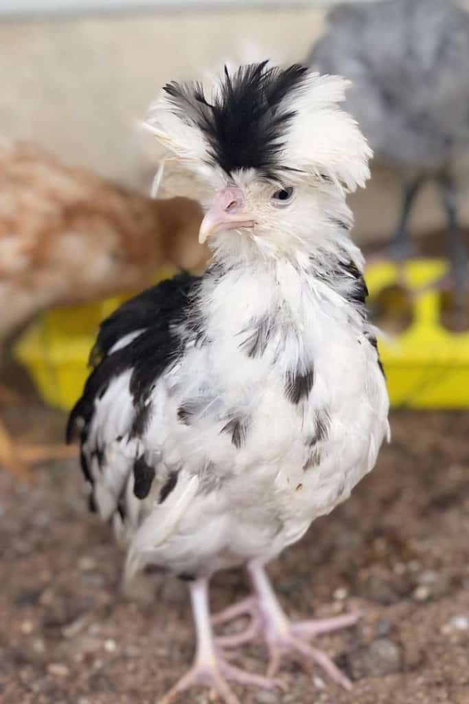 imagen de pollo houdan moteado