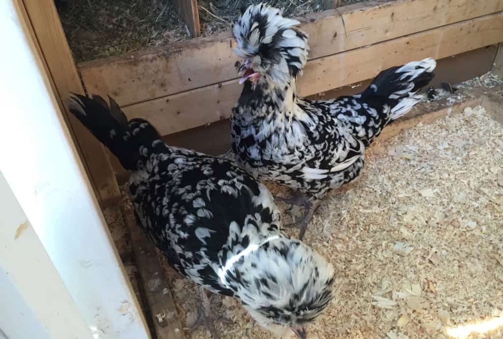 pollos houdan