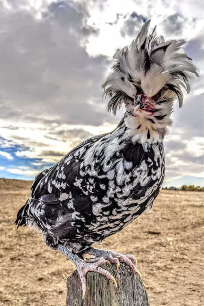 pollo houdan blanco