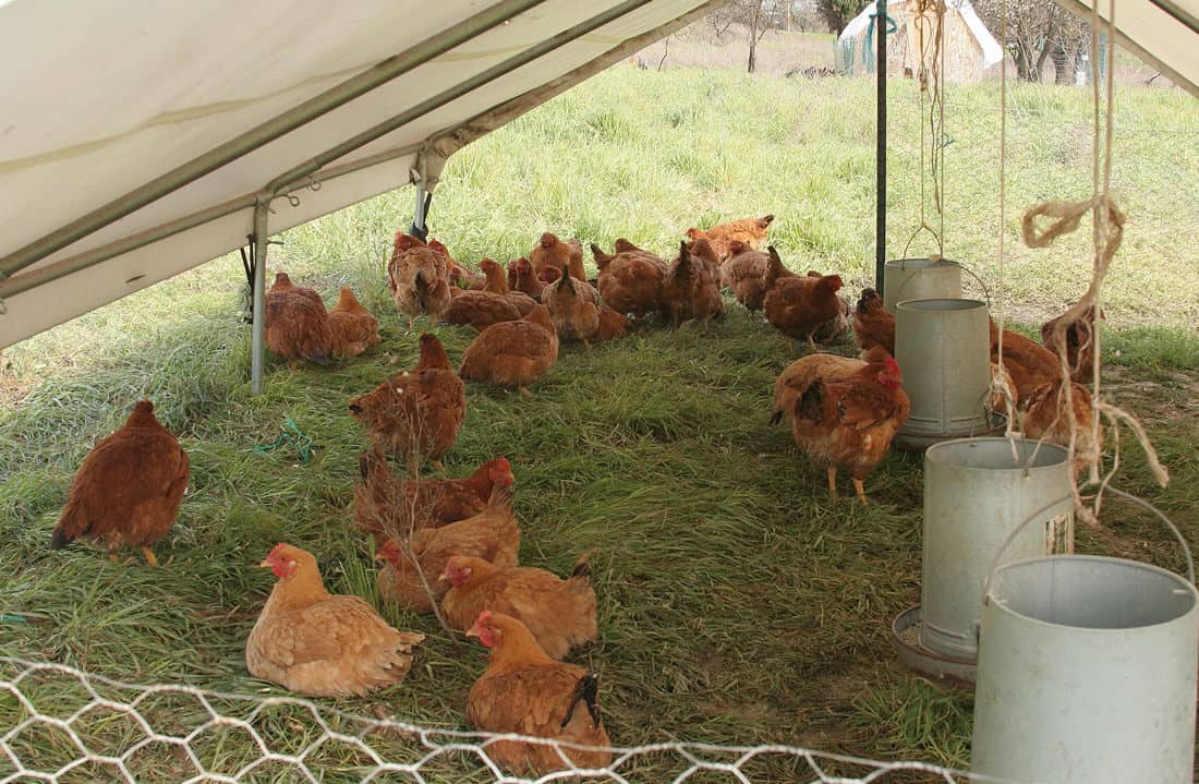 pollos en clima caliente