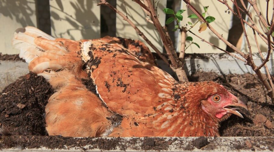 mantener a los pollos frescos en verano