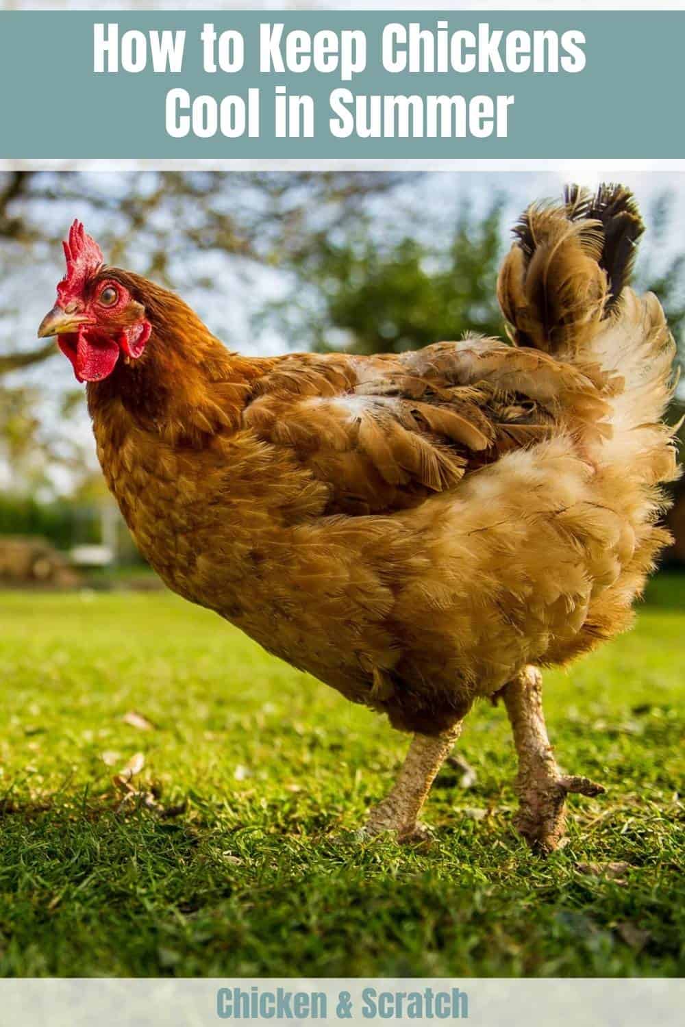 Cómo mantener frescas a las gallinas en verano