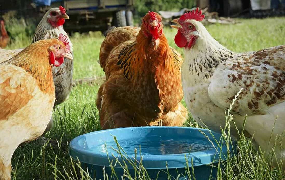 ¿Qué tan caliente es demasiado caliente para los pollos?