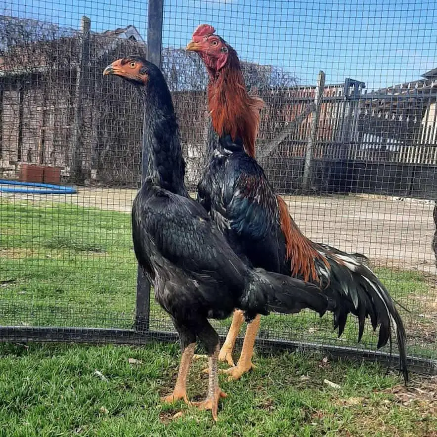 Blaziken de pollo shamo