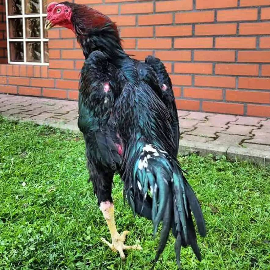pollo shamo