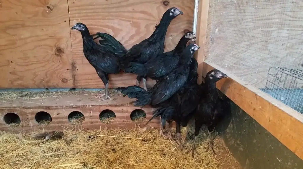 pollos shamo