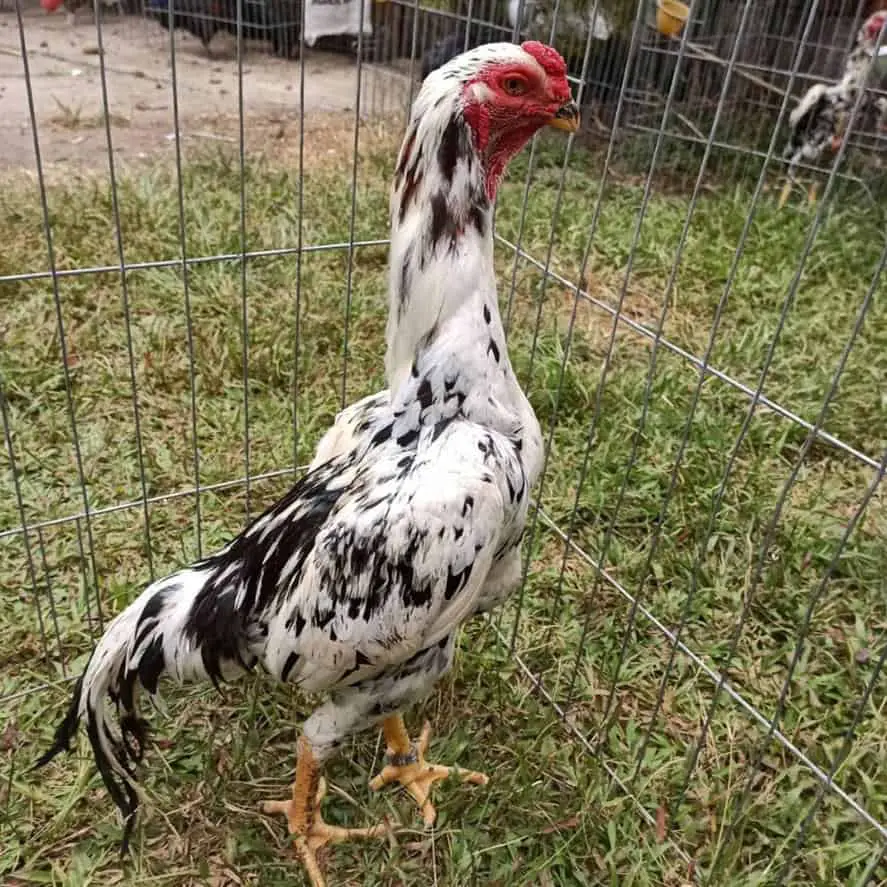 pollo ko shamo