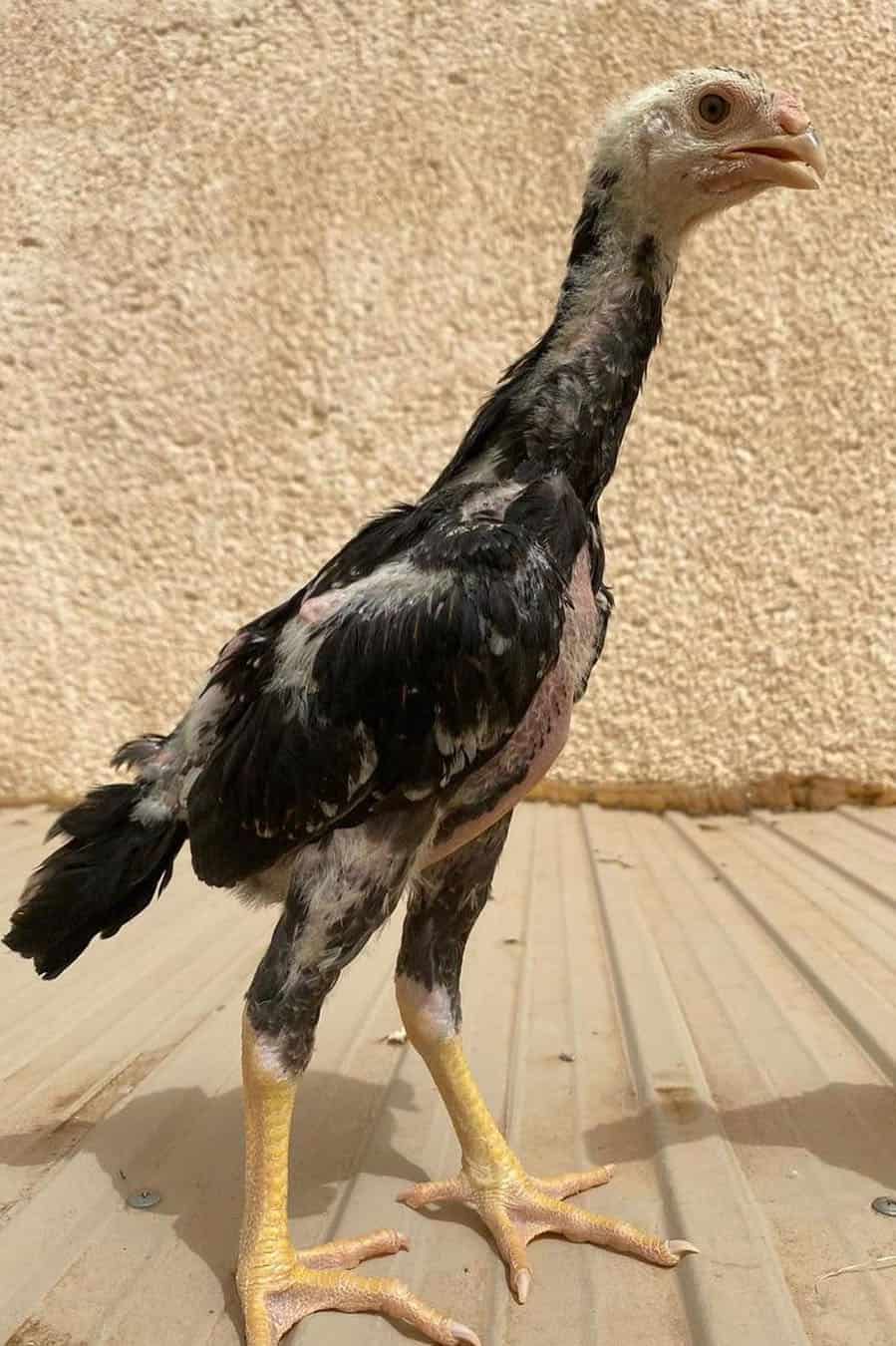 criadores de pollos shamo