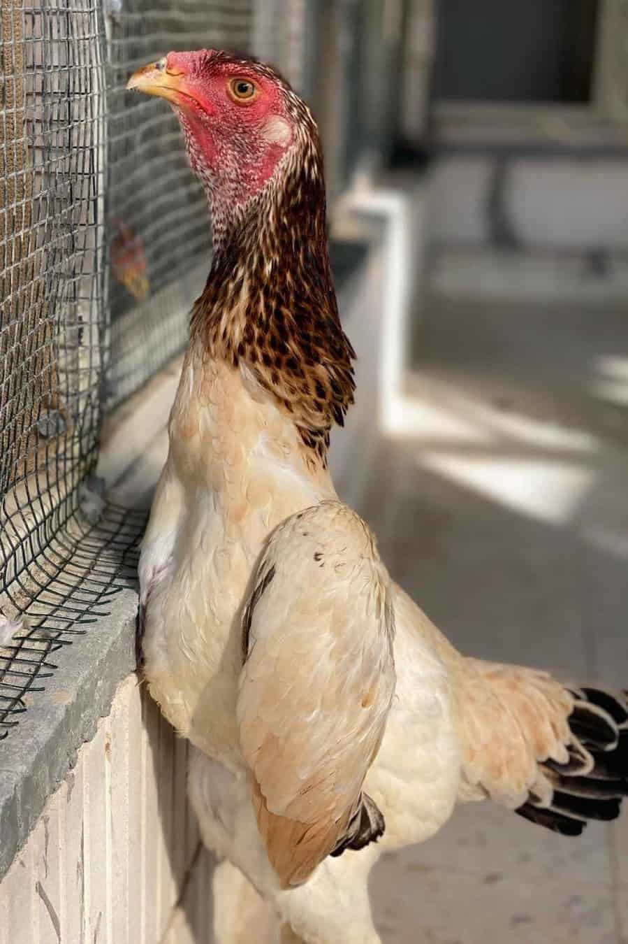 criadores de pollos shamo