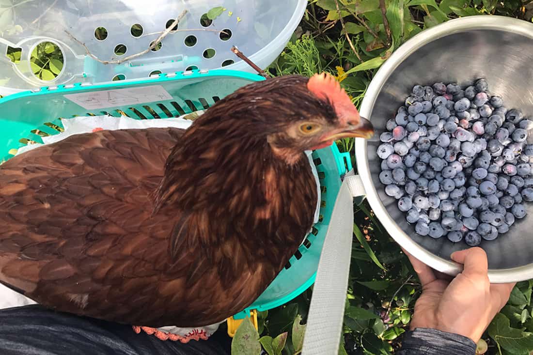 cuantos arándanos debo comer