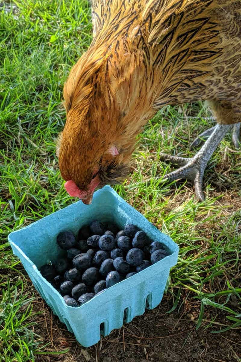 alimentación de arándanos