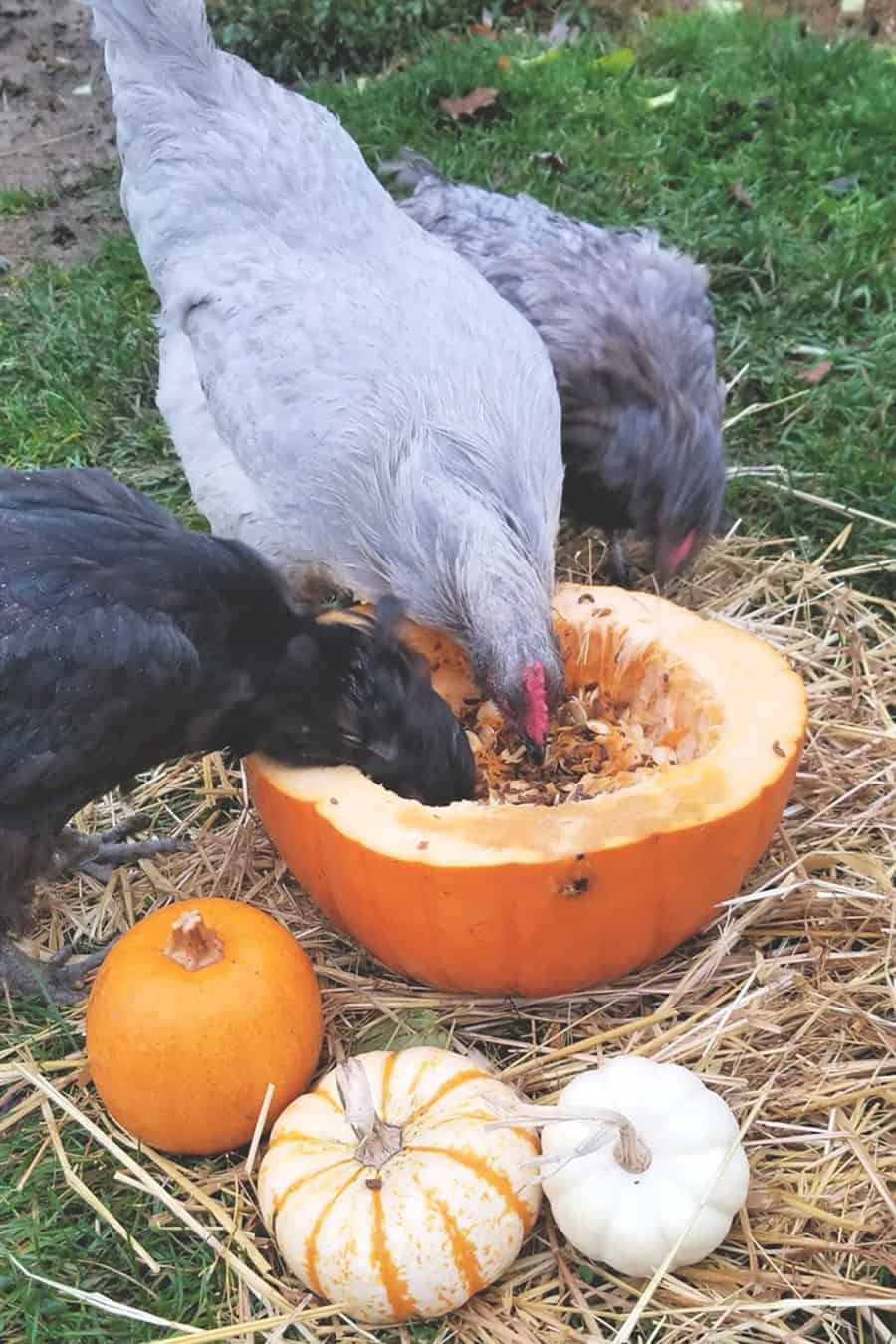 pollo come calabaza