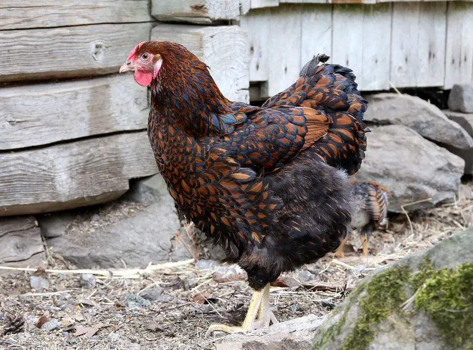 Gallina Wyandotte con cordones dorados