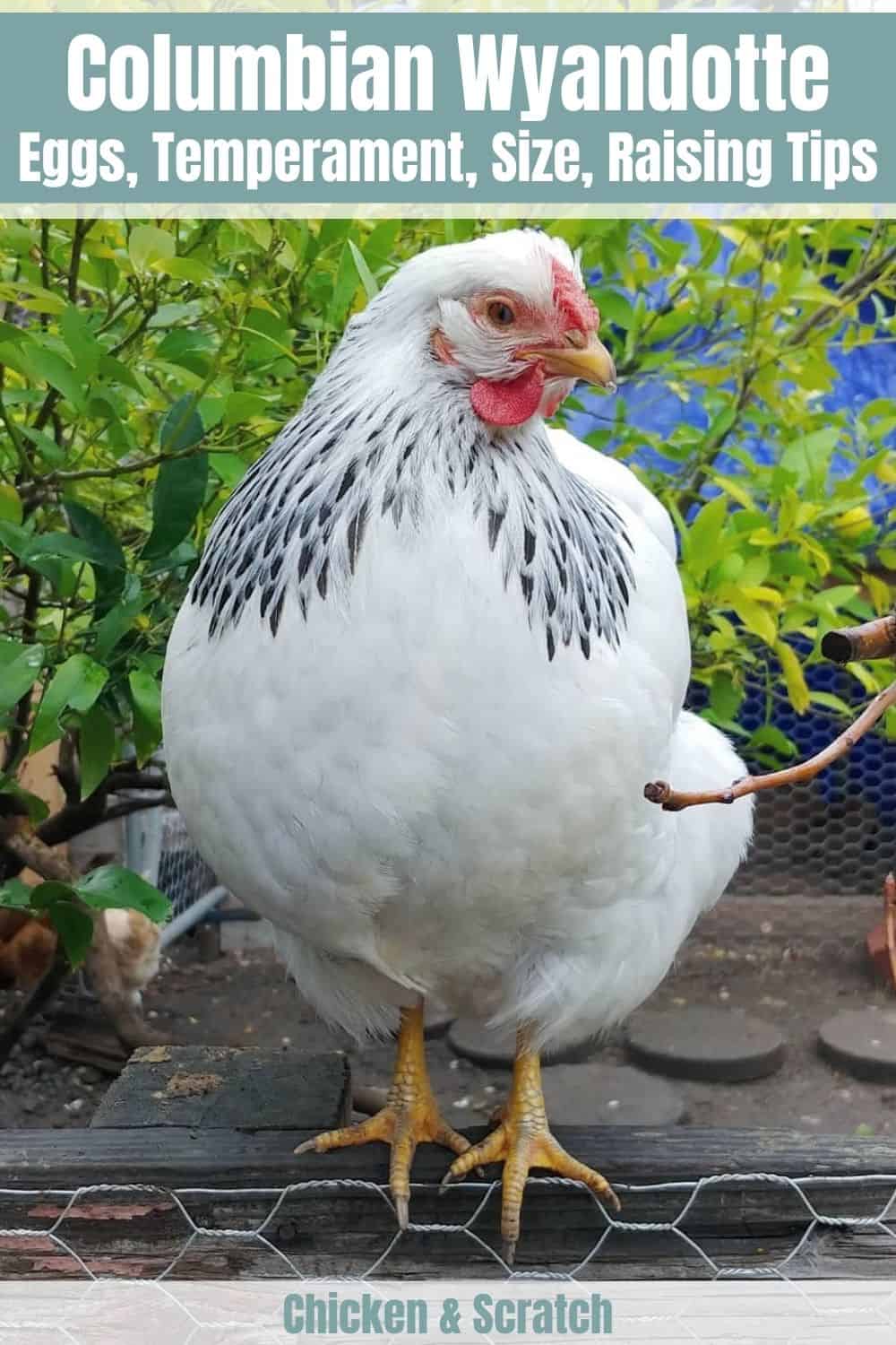 Wyandotte colombiano