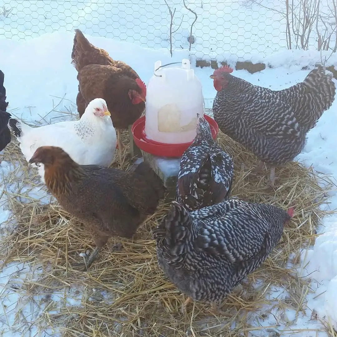 ¿Cuánto tiempo puede pasar un pollo sin agua en el invierno?