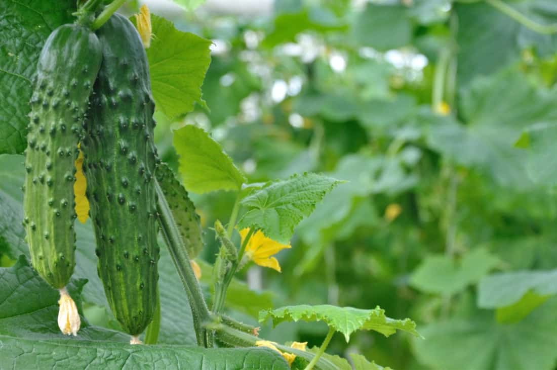 ¿Pueden los pollos comer hojas de pepino?