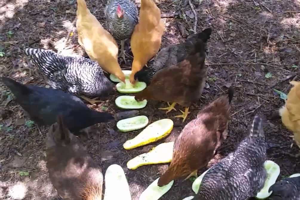 ¿Pueden los pollos comer demasiado pepino?